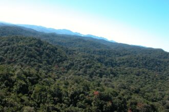 Florestas Tropicais: Ritmo de Adaptação Lento Diante da Crise Climática