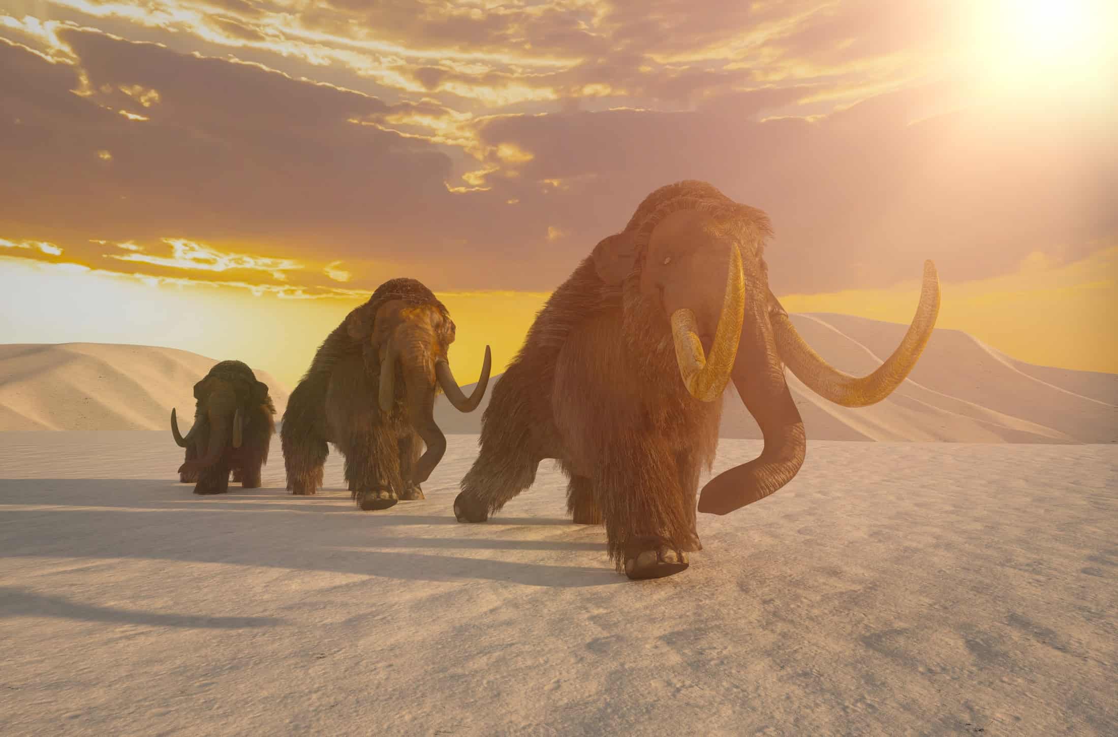 Ossos de mamutes de 25 mil anos são encontrados