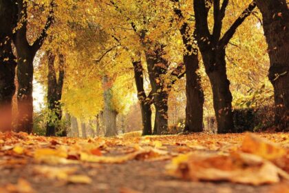 Outono: Descubra Fenômenos Naturais Surpreendentes!