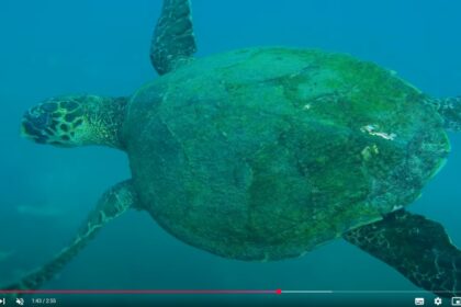 Descubra a Biodiversidade Marinha em Apenas 30 Segundos: Vídeos Imperdíveis