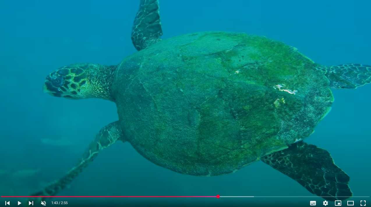 Descubra a Biodiversidade Marinha em Apenas 30 Segundos: Vídeos Imperdíveis