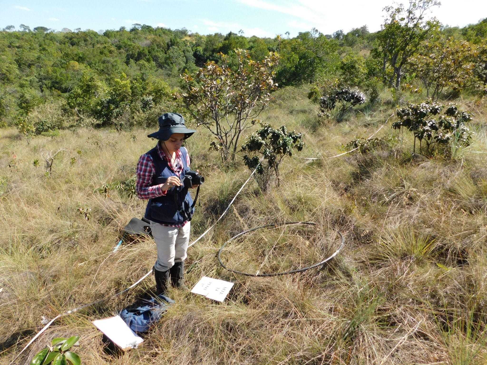 Indicadores Essenciais para Orientar Projetos de Restauração Ecológica em Campos Naturais e Savanas