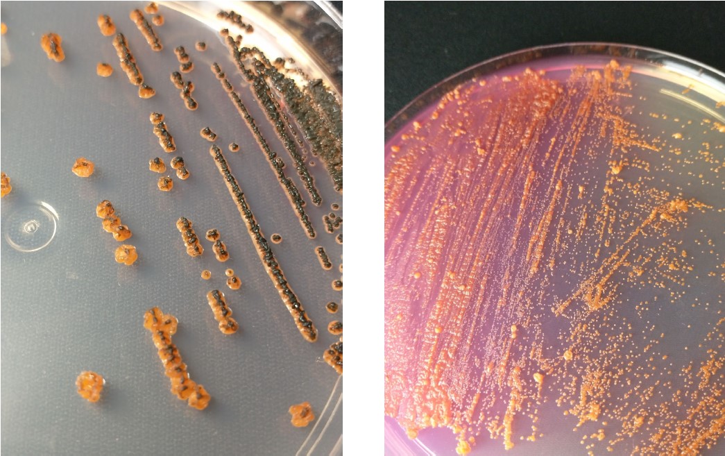 Nova Espécie de Bactéria: Caracterização Através de Abordagem Multiômica Inovadora
