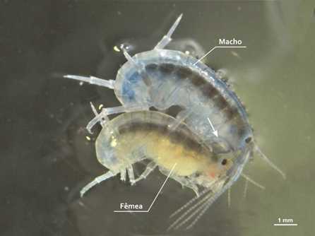 Revolucionário Método Substitui Mamíferos na Avaliação da Toxicidade de Compostos Químicos