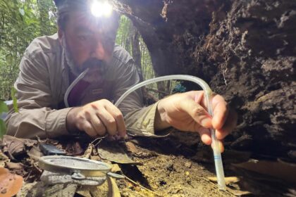 Diversidade de Insetos na Amazônia: Avaliação do Ecossistema do Solo à Copa das Árvores