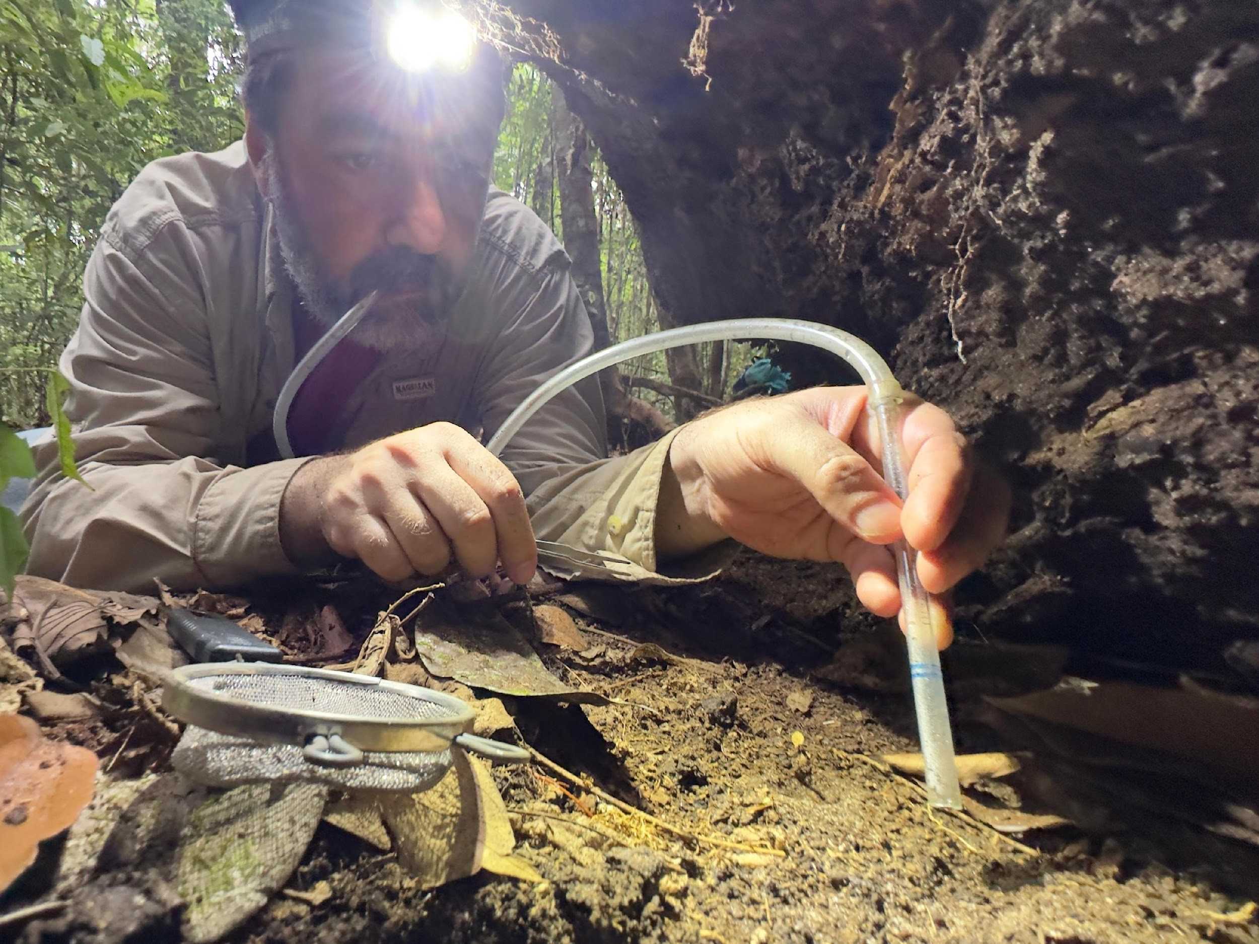 Diversidade de Insetos na Amazônia: Avaliação do Ecossistema do Solo à Copa das Árvores
