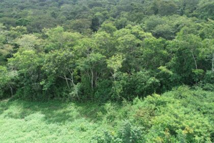 Por que reduzir a exploração pecuária não é o suficiente para restaurar o solo degradado da Caatinga