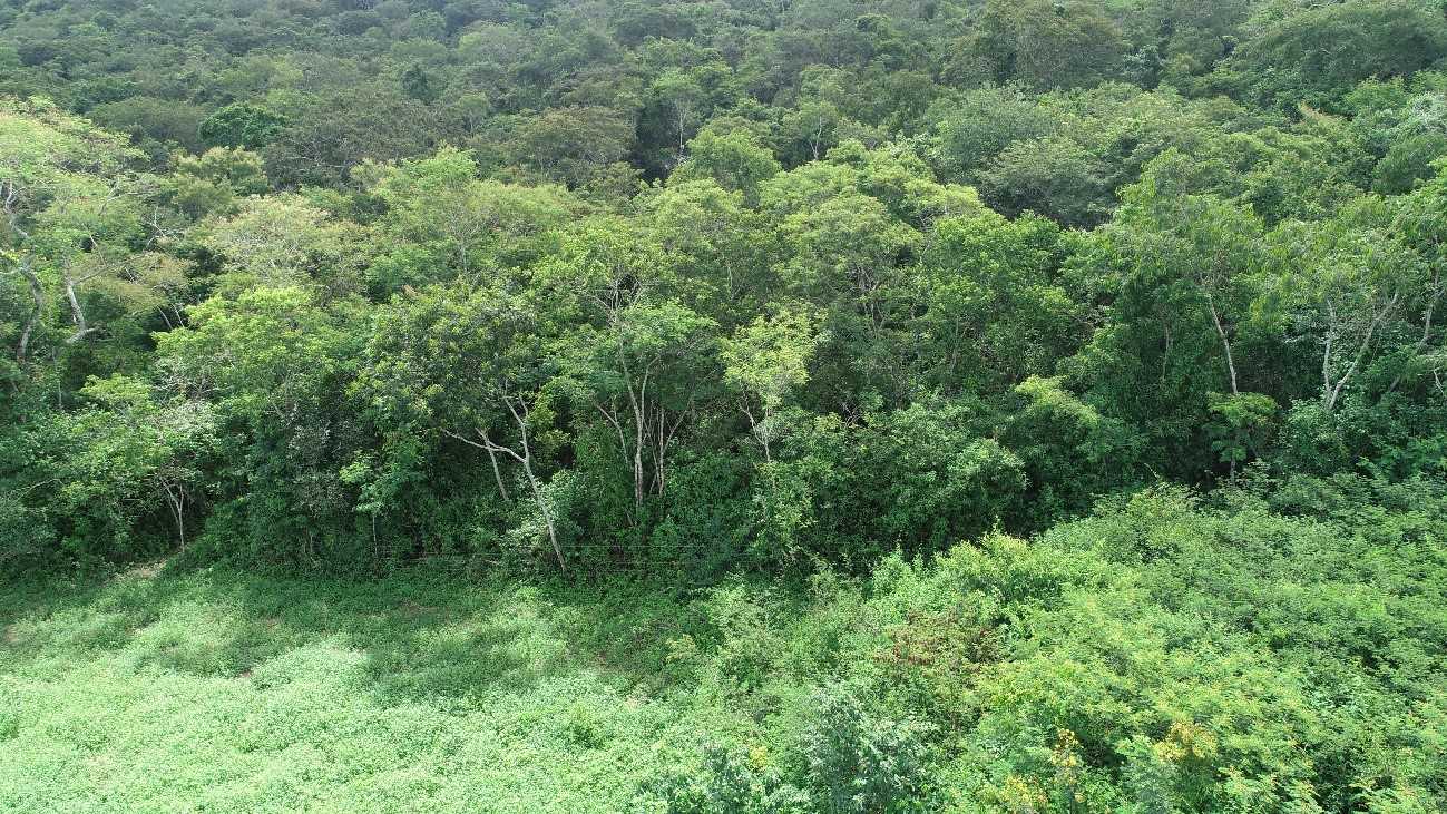 Por que reduzir a exploração pecuária não é o suficiente para restaurar o solo degradado da Caatinga