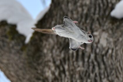 Drone diferentão tem design inspirado em esquilo voador; veja