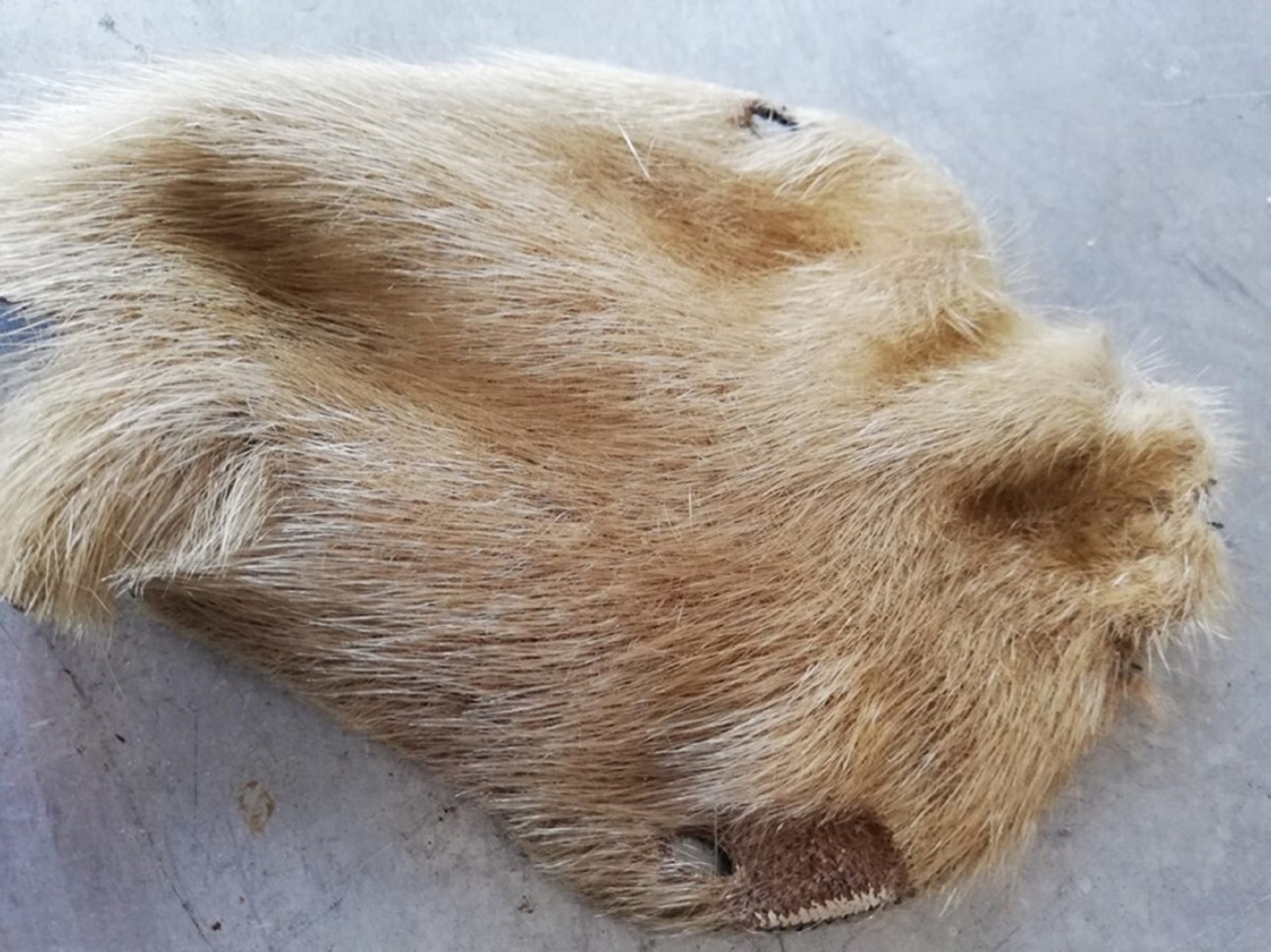 Livros 'peludos' revelam segredos da Idade Média