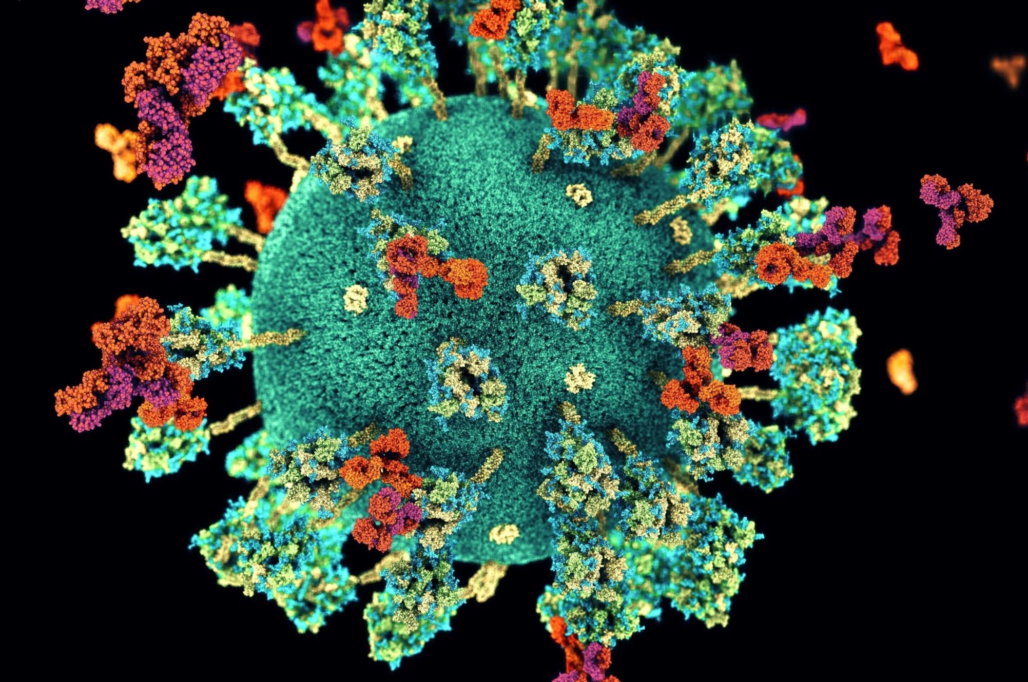 Estudo pode viabilizar o primeiro tratamento da COVID longa