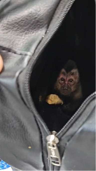 PF e ONG resgatam filhote de macaco-prego no Parque Tijuca