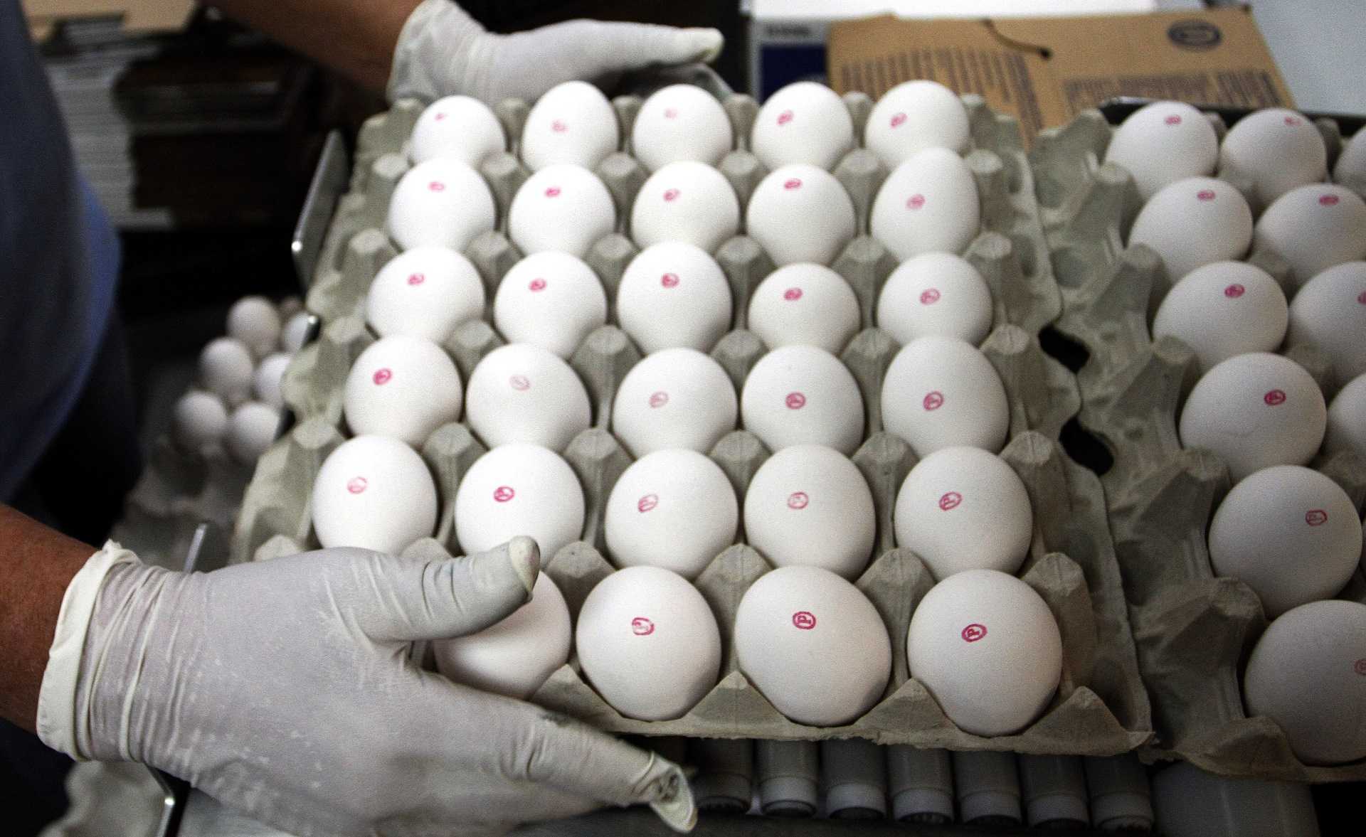 Exportações de ovos do Brasil crescem 271% com demanda dos EUA