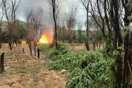 Polícia erradica 104 mil pés de maconha em Curaçá, Bahia