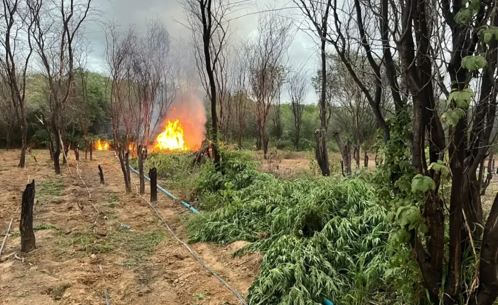 Polícia erradica 104 mil pés de maconha em Curaçá, Bahia