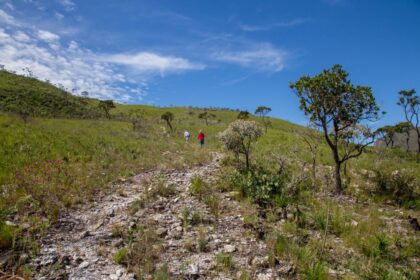 Descubra os Resultados do Maior Mapeamento de Microrganismos em Plantas dos Campos Rupestres