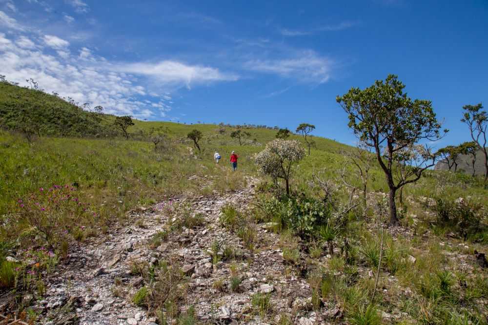 Descubra os Resultados do Maior Mapeamento de Microrganismos em Plantas dos Campos Rupestres