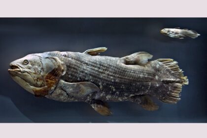 Descubra o Novo Exame de Peixe Fóssil Vivo que Revoluciona a Compreensão da Evolução Craniana dos Vertebrados