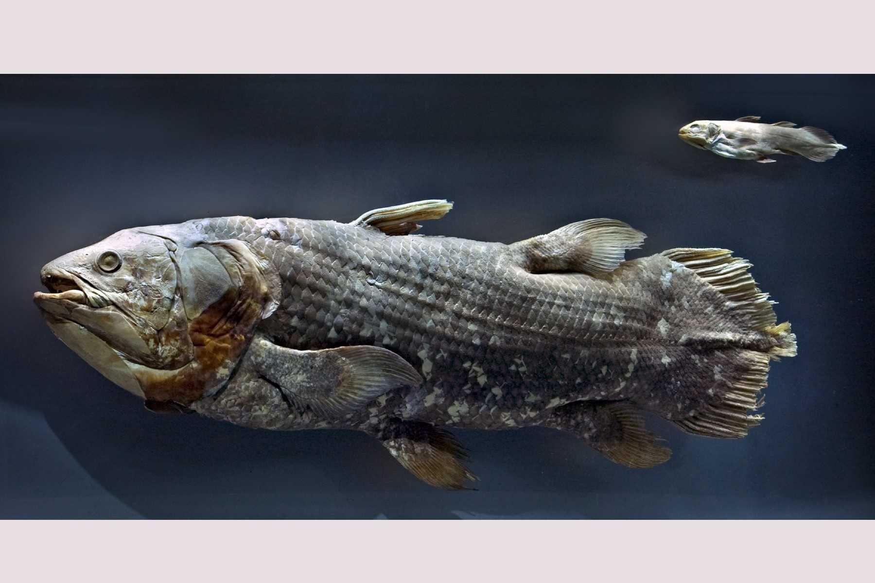 Descubra o Novo Exame de Peixe Fóssil Vivo que Revoluciona a Compreensão da Evolução Craniana dos Vertebrados