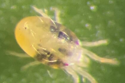 Ácaro-Rajado: Praga Comum no Mamão é Identificada em Cafezais, Gerando Preocupação entre Produtores e Pesquisadores