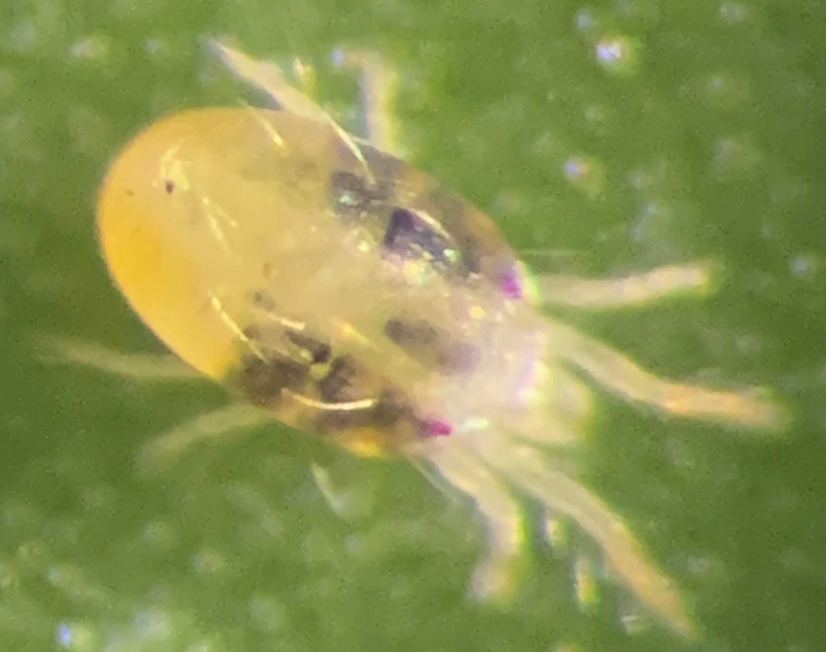 Ácaro-Rajado: Praga Comum no Mamão é Identificada em Cafezais, Gerando Preocupação entre Produtores e Pesquisadores