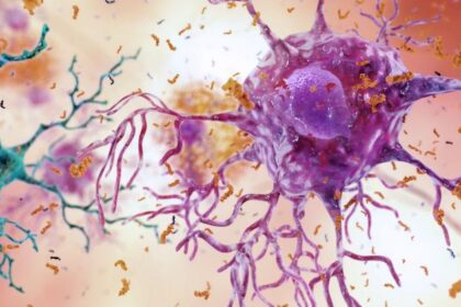 Dieta Rica em Gordura: Como a Inflamação Cerebral Atrai Células Imunes do Corpo