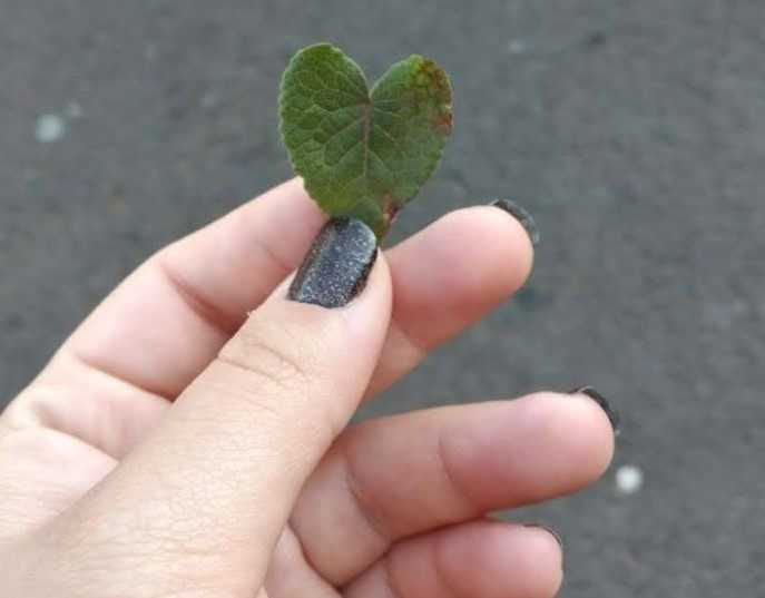 Autolesão na Adolescência: Estrategias Eficazes para Aliviar o Sofrimento Mental, Segundo Jovens