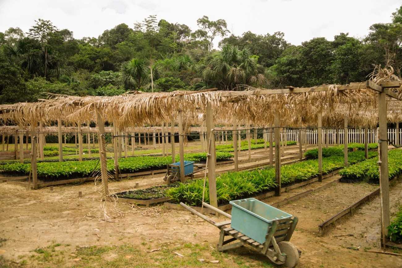 Desenvolvimento da Bioeconomia na Amazônia: Estudo Revela Novos Caminhos e Oportunidades