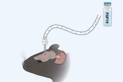 Descubra como hormônio acelera a queima de gordura e promove a perda de peso em camundongos obesos