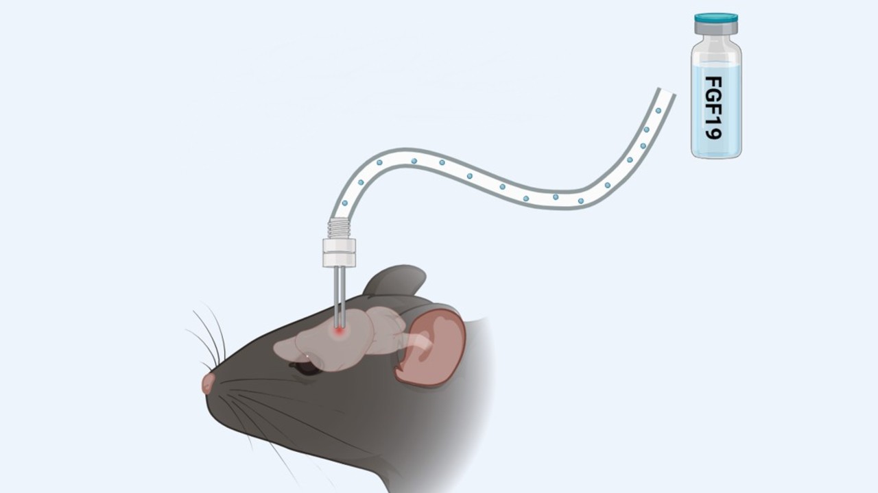 Descubra como hormônio acelera a queima de gordura e promove a perda de peso em camundongos obesos