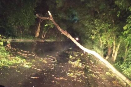 Árvore cai na Via de Ligação entre Camaçari e Dias d’Ávila