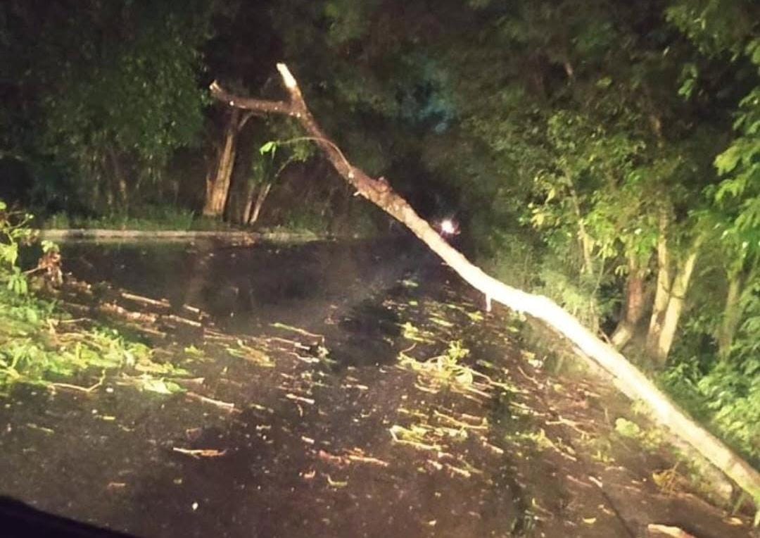 Árvore cai na Via de Ligação entre Camaçari e Dias d’Ávila