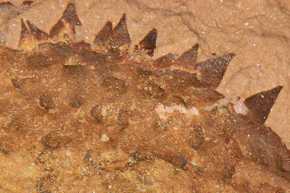 Fóssil de 500 milhões de anos tem verdadeira identidade revelada