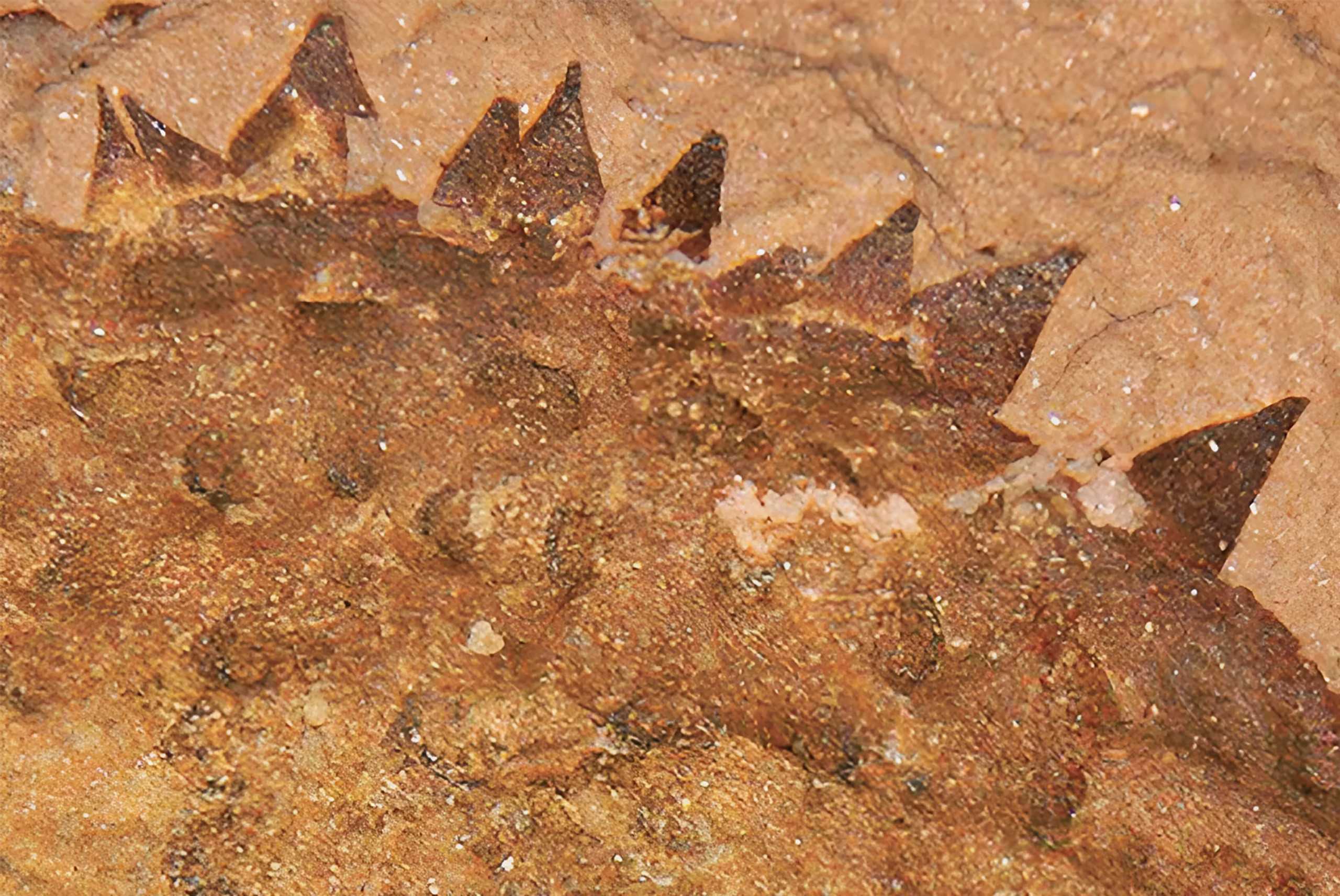 Fóssil de 500 milhões de anos tem verdadeira identidade revelada