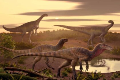 Predador do passado: nova espécie de velociraptor descoberta
