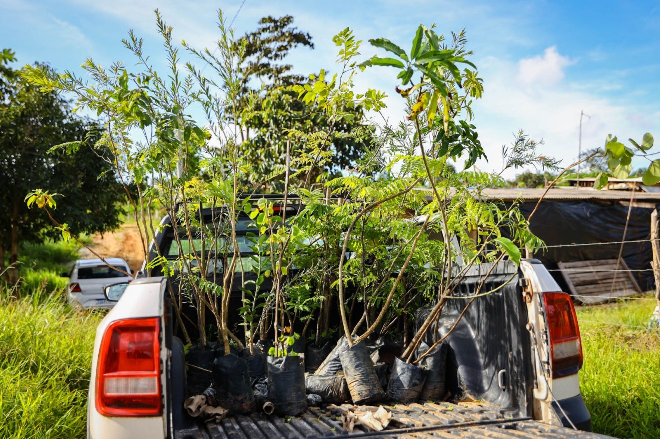 Candeias: início das comemorações da semana do meio ambiente com plantio Atividade de plantio