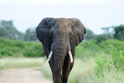 Elefantes Invadem Loja na Tailândia em Busca de Comida!