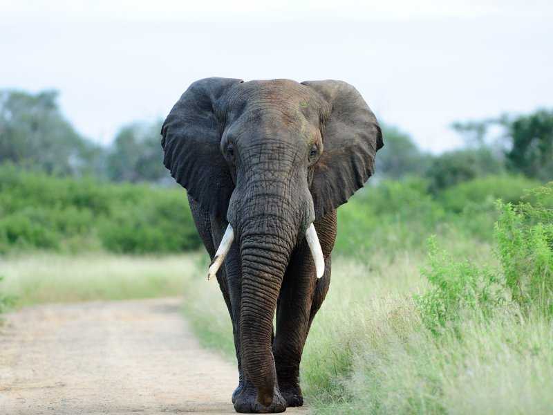 Elefantes Invadem Loja na Tailândia em Busca de Comida!