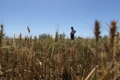 Austrália antecipa queda de 10% na produção de trigo até 2025