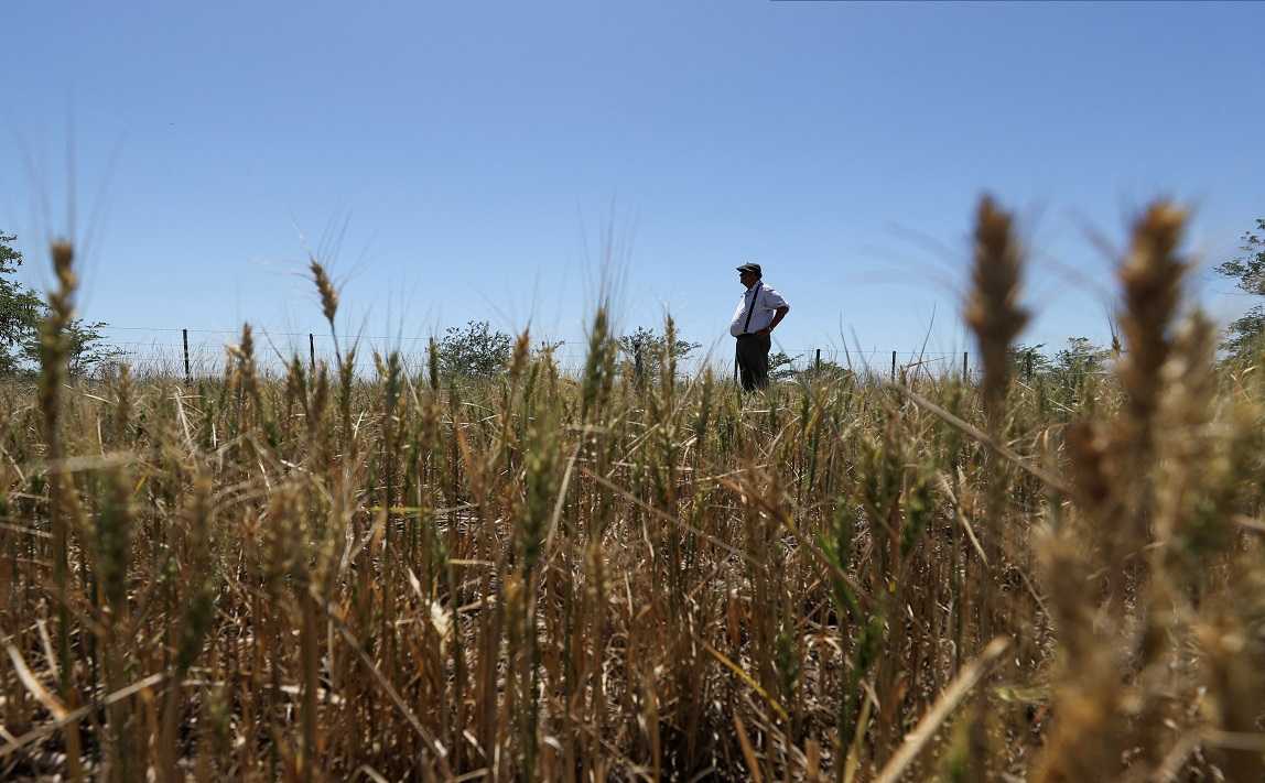 Austrália antecipa queda de 10% na produção de trigo até 2025