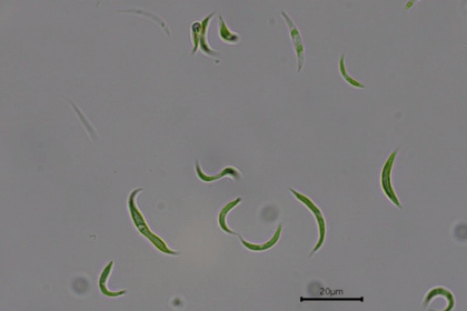 Microalga Eficaz na Remoção de Antibióticos da Água, Reduzindo a Contaminação Ambiental