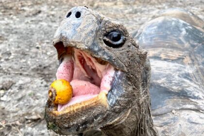 Como o Declínio de Animais Dispersores de Sementes Afeta o Combate às Mudanças Climáticas