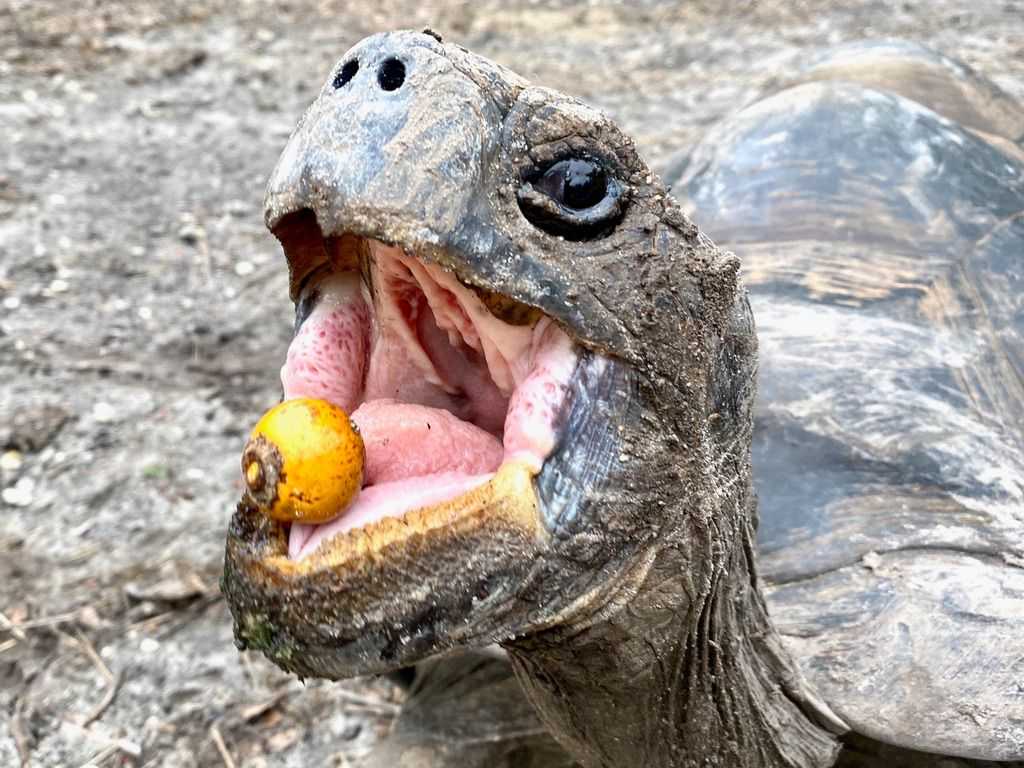 Como o Declínio de Animais Dispersores de Sementes Afeta o Combate às Mudanças Climáticas