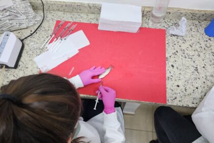 Tilápias Geneticamente Resistentes a Bactérias: A Nova Geração que Garante um Pescado Mais Seguro