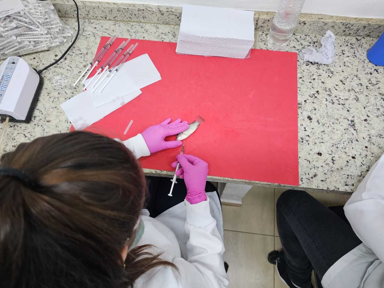 Tilápias Geneticamente Resistentes a Bactérias: A Nova Geração que Garante um Pescado Mais Seguro