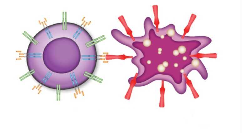 Pesquisa Brasil-França: Nova Terapia Celular Promissora Contra Câncer