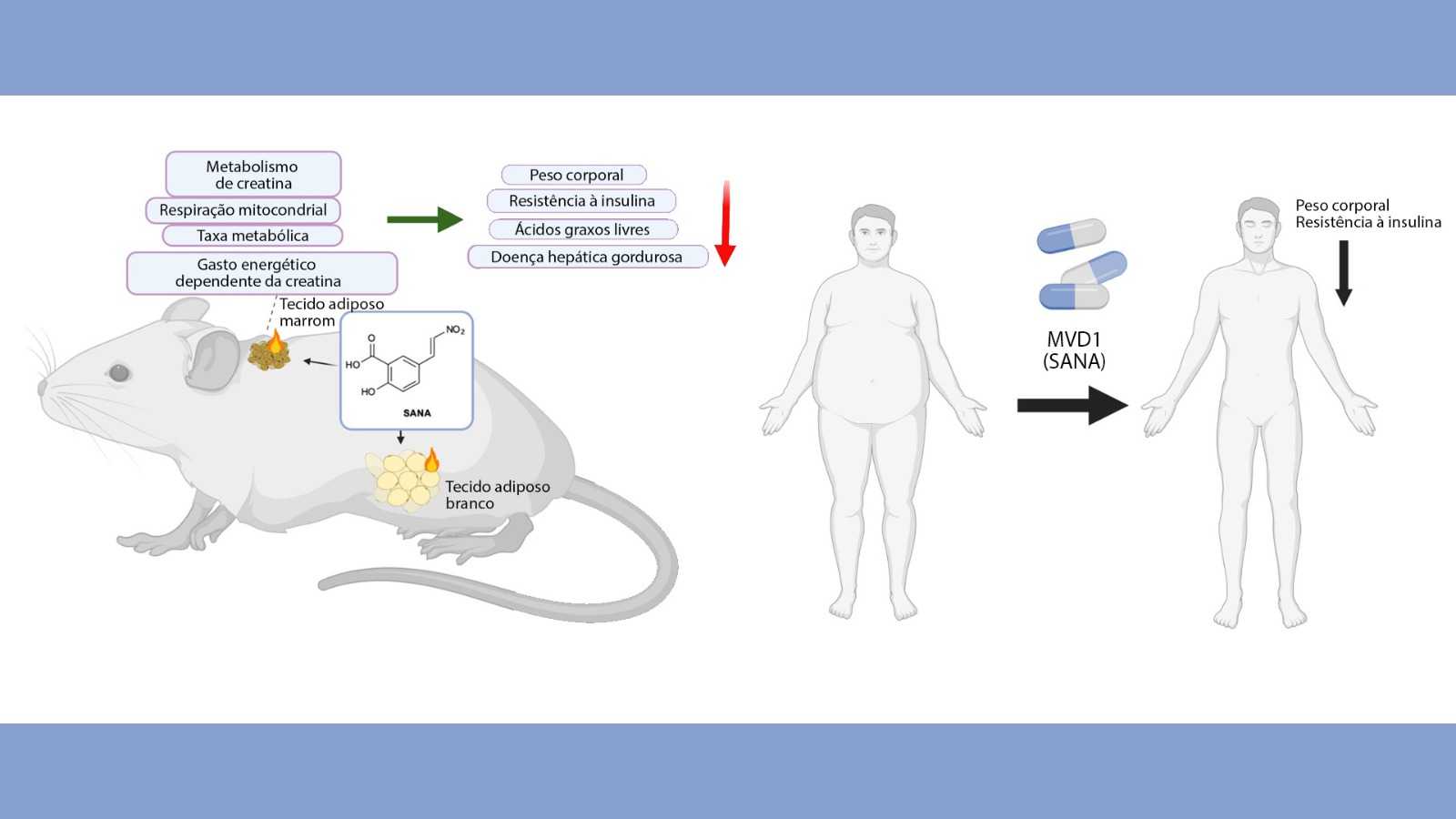 Medicamento Experimental para Controle de Peso: Aumenta Gasto Energético sem Impactar o Apetite