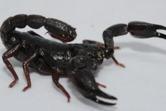 Descubra Como a Toxina de Escorpião da Amazônia Pode Combater Células de Câncer de Mama