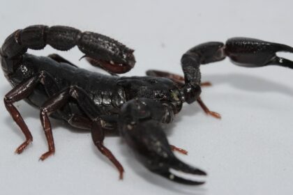Descubra Como a Toxina de Escorpião da Amazônia Pode Combater Células de Câncer de Mama