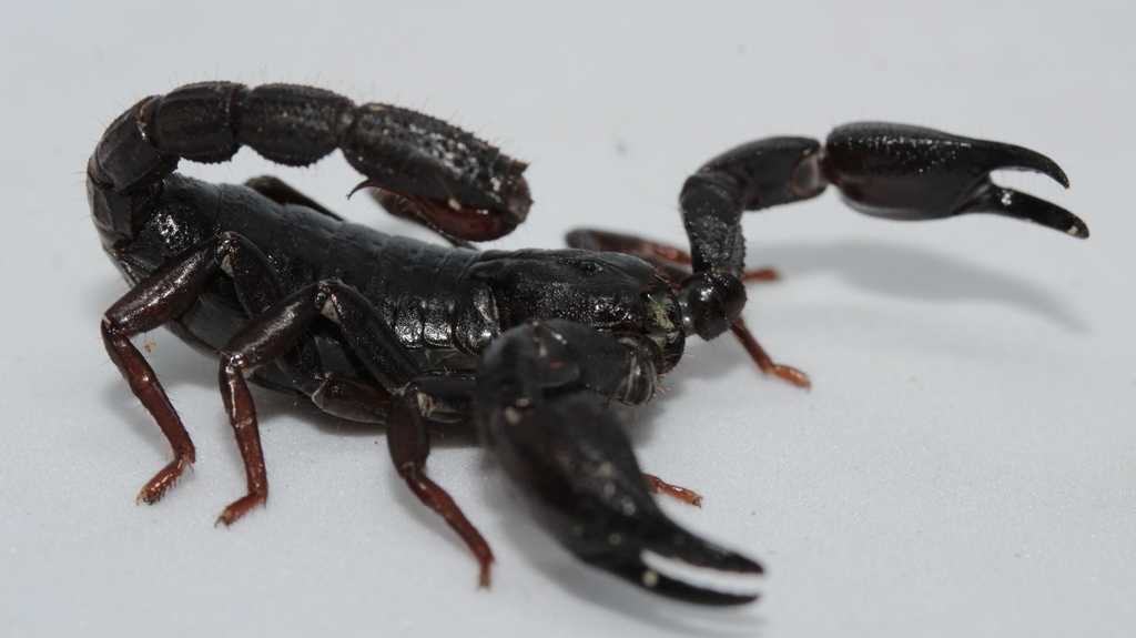 Descubra Como a Toxina de Escorpião da Amazônia Pode Combater Células de Câncer de Mama